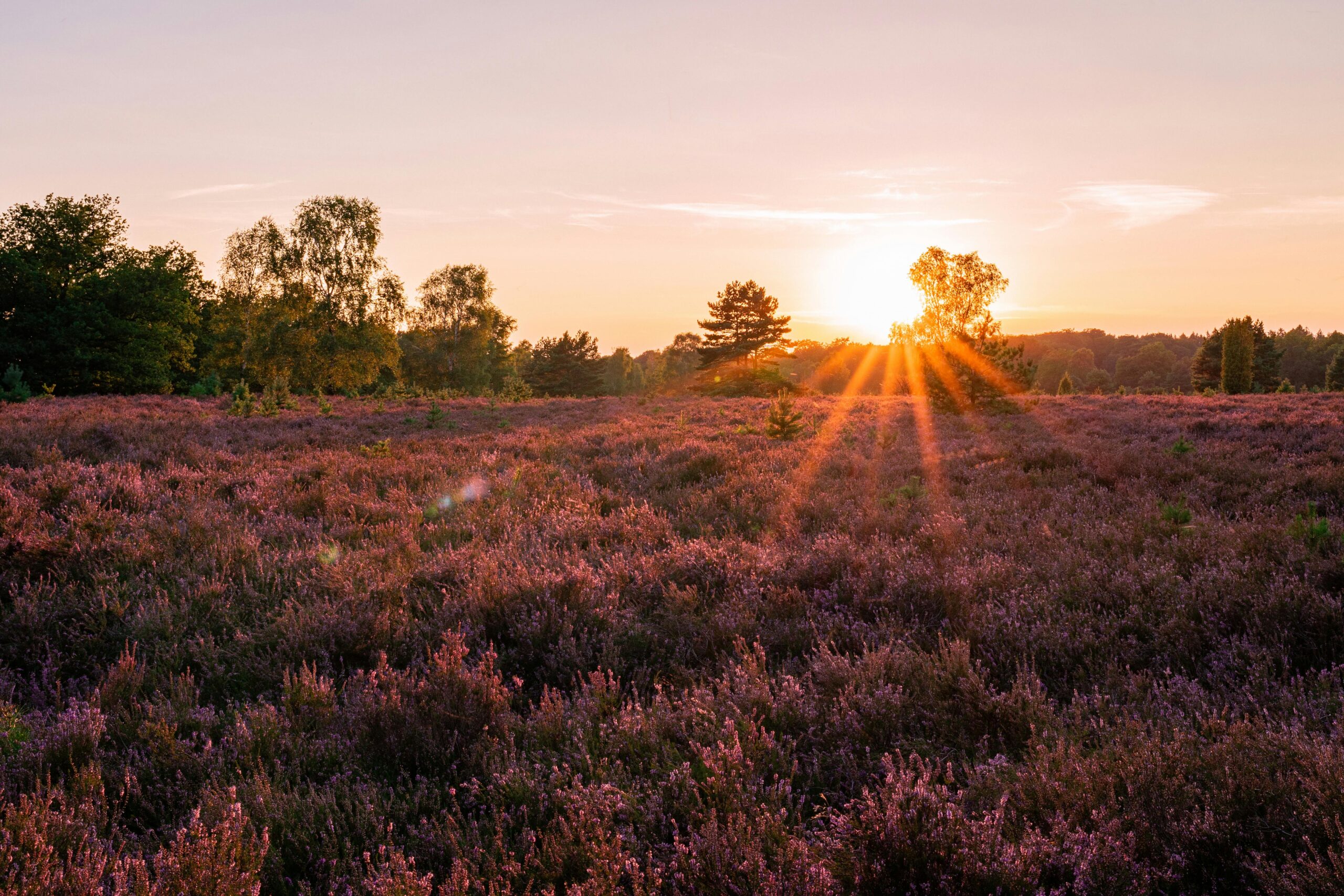 Lüneburg Heath in western Germany with the heather blossoming at sunset.